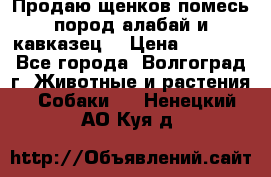 Продаю щенков помесь пород алабай и кавказец. › Цена ­ 1 500 - Все города, Волгоград г. Животные и растения » Собаки   . Ненецкий АО,Куя д.